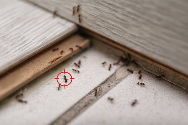 Best Best Pest Control Companies  in Porter Heights, TX