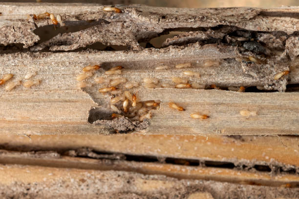 Best Rat Extermination Near Me  in Porter Heights, TX